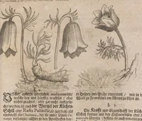 An illustration from Museum museorum, oder, Vollständige Schau Bühne aller Materialien und Specereyen : nebst deren natürlichen Beschreibung, Election, Nutzen und Gebrauch, aus andern Material-Kunst-und Naturalien-Kammern, oost-und-west-indischen Reiss-Beschreibungen ... : wie auch selbst-eigenen Erfahrung, zum Vorschub der studirenden Jugend, Materialisten ... u.s.w. also verfasset, und mit etlich hundert sauberen Kupfferstücken unter Augen geleget (1714)