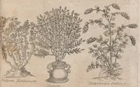 An illustration from Museum museorum, oder, Vollständige Schau Bühne aller Materialien und Specereyen : nebst deren natürlichen Beschreibung, Election, Nutzen und Gebrauch, aus andern Material-Kunst-und Naturalien-Kammern, oost-und-west-indischen Reiss-Beschreibungen ... : wie auch selbst-eigenen Erfahrung, zum Vorschub der studirenden Jugend, Materialisten ... u.s.w. also verfasset, und mit etlich hundert sauberen Kupfferstücken unter Augen geleget (1714)