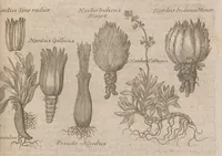 An illustration from Museum museorum, oder, Vollständige Schau Bühne aller Materialien und Specereyen : nebst deren natürlichen Beschreibung, Election, Nutzen und Gebrauch, aus andern Material-Kunst-und Naturalien-Kammern, oost-und-west-indischen Reiss-Beschreibungen ... : wie auch selbst-eigenen Erfahrung, zum Vorschub der studirenden Jugend, Materialisten ... u.s.w. also verfasset, und mit etlich hundert sauberen Kupfferstücken unter Augen geleget (1714)