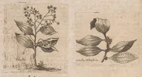 An illustration from Museum museorum, oder, Vollständige Schau Bühne aller Materialien und Specereyen : nebst deren natürlichen Beschreibung, Election, Nutzen und Gebrauch, aus andern Material-Kunst-und Naturalien-Kammern, oost-und-west-indischen Reiss-Beschreibungen ... : wie auch selbst-eigenen Erfahrung, zum Vorschub der studirenden Jugend, Materialisten ... u.s.w. also verfasset, und mit etlich hundert sauberen Kupfferstücken unter Augen geleget (1714)