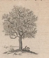 An illustration from Museum museorum, oder, Vollständige Schau Bühne aller Materialien und Specereyen : nebst deren natürlichen Beschreibung, Election, Nutzen und Gebrauch, aus andern Material-Kunst-und Naturalien-Kammern, oost-und-west-indischen Reiss-Beschreibungen ... : wie auch selbst-eigenen Erfahrung, zum Vorschub der studirenden Jugend, Materialisten ... u.s.w. also verfasset, und mit etlich hundert sauberen Kupfferstücken unter Augen geleget (1714)
