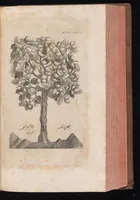 An illustration from Museum museorum, oder, Vollständige Schau Bühne aller Materialien und Specereyen : nebst deren natürlichen Beschreibung, Election, Nutzen und Gebrauch, aus andern Material-Kunst-und Naturalien-Kammern, oost-und-west-indischen Reiss-Beschreibungen ... : wie auch selbst-eigenen Erfahrung, zum Vorschub der studirenden Jugend, Materialisten ... u.s.w. also verfasset, und mit etlich hundert sauberen Kupfferstücken unter Augen geleget (1714)