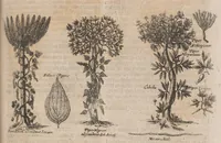An illustration from Museum museorum, oder, Vollständige Schau Bühne aller Materialien und Specereyen : nebst deren natürlichen Beschreibung, Election, Nutzen und Gebrauch, aus andern Material-Kunst-und Naturalien-Kammern, oost-und-west-indischen Reiss-Beschreibungen ... : wie auch selbst-eigenen Erfahrung, zum Vorschub der studirenden Jugend, Materialisten ... u.s.w. also verfasset, und mit etlich hundert sauberen Kupfferstücken unter Augen geleget (1714)