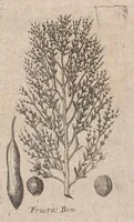 Picture 18 of 25 from Museum museorum, oder, Vollständige Schau Bühne aller Materialien und Specereyen : nebst deren natürlichen Beschreibung, Election, Nutzen und Gebrauch, aus andern Material-Kunst-und Naturalien-Kammern, oost-und-west-indischen Reiss-Beschreibungen ... : wie auch selbst-eigenen Erfahrung, zum Vorschub der studirenden Jugend, Materialisten ... u.s.w. also verfasset, und mit etlich hundert sauberen Kupfferstücken unter Augen geleget (1714), leaf 366