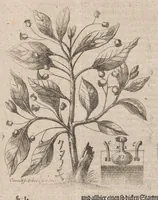 An illustration from Museum museorum, oder, Vollständige Schau Bühne aller Materialien und Specereyen : nebst deren natürlichen Beschreibung, Election, Nutzen und Gebrauch, aus andern Material-Kunst-und Naturalien-Kammern, oost-und-west-indischen Reiss-Beschreibungen ... : wie auch selbst-eigenen Erfahrung, zum Vorschub der studirenden Jugend, Materialisten ... u.s.w. also verfasset, und mit etlich hundert sauberen Kupfferstücken unter Augen geleget (1714)
