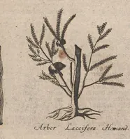 An illustration from Museum museorum, oder, Vollständige Schau Bühne aller Materialien und Specereyen : nebst deren natürlichen Beschreibung, Election, Nutzen und Gebrauch, aus andern Material-Kunst-und Naturalien-Kammern, oost-und-west-indischen Reiss-Beschreibungen ... : wie auch selbst-eigenen Erfahrung, zum Vorschub der studirenden Jugend, Materialisten ... u.s.w. also verfasset, und mit etlich hundert sauberen Kupfferstücken unter Augen geleget (1714)