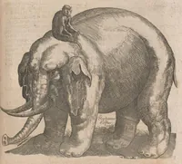 An illustration from Museum museorum, oder, Vollständige Schau Bühne aller Materialien und Specereyen : nebst deren natürlichen Beschreibung, Election, Nutzen und Gebrauch, aus andern Material-Kunst-und Naturalien-Kammern, oost-und-west-indischen Reiss-Beschreibungen ... : wie auch selbst-eigenen Erfahrung, zum Vorschub der studirenden Jugend, Materialisten ... u.s.w. also verfasset, und mit etlich hundert sauberen Kupfferstücken unter Augen geleget (1714)