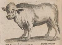 An illustration from Museum museorum, oder, Vollständige Schau Bühne aller Materialien und Specereyen : nebst deren natürlichen Beschreibung, Election, Nutzen und Gebrauch, aus andern Material-Kunst-und Naturalien-Kammern, oost-und-west-indischen Reiss-Beschreibungen ... : wie auch selbst-eigenen Erfahrung, zum Vorschub der studirenden Jugend, Materialisten ... u.s.w. also verfasset, und mit etlich hundert sauberen Kupfferstücken unter Augen geleget (1714)