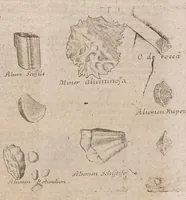 An illustration from Museum museorum, oder, Vollständige Schau Bühne aller Materialien und Specereyen : nebst deren natürlichen Beschreibung, Election, Nutzen und Gebrauch, aus andern Material-Kunst-und Naturalien-Kammern, oost-und-west-indischen Reiss-Beschreibungen ... : wie auch selbst-eigenen Erfahrung, zum Vorschub der studirenden Jugend, Materialisten ... u.s.w. also verfasset, und mit etlich hundert sauberen Kupfferstücken unter Augen geleget (1714)