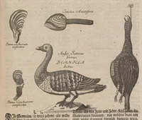 An illustration from Museum museorum, oder, Vollständige Schau Bühne aller Materialien und Specereyen : nebst deren natürlichen Beschreibung, Election, Nutzen und Gebrauch, aus andern Material-Kunst-und Naturalien-Kammern, oost-und-west-indischen Reiss-Beschreibungen ... : wie auch selbst-eigenen Erfahrung, zum Vorschub der studirenden Jugend, Materialisten ... u.s.w. also verfasset, und mit etlich hundert sauberen Kupfferstücken unter Augen geleget (1714)