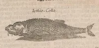 An illustration from Museum museorum, oder, Vollständige Schau Bühne aller Materialien und Specereyen : nebst deren natürlichen Beschreibung, Election, Nutzen und Gebrauch, aus andern Material-Kunst-und Naturalien-Kammern, oost-und-west-indischen Reiss-Beschreibungen ... : wie auch selbst-eigenen Erfahrung, zum Vorschub der studirenden Jugend, Materialisten ... u.s.w. also verfasset, und mit etlich hundert sauberen Kupfferstücken unter Augen geleget (1714)