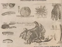 An illustration from Museum museorum, oder, Vollständige Schau Bühne aller Materialien und Specereyen : nebst deren natürlichen Beschreibung, Election, Nutzen und Gebrauch, aus andern Material-Kunst-und Naturalien-Kammern, oost-und-west-indischen Reiss-Beschreibungen ... : wie auch selbst-eigenen Erfahrung, zum Vorschub der studirenden Jugend, Materialisten ... u.s.w. also verfasset, und mit etlich hundert sauberen Kupfferstücken unter Augen geleget (1714)