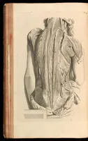 An illustration from Godefridi Bidloo, medicinae doctoris & chirurgi, Anatomia humani corporis : centum & quinque tabulis, per artificiosiss. G. de Lairesse ad vivum delineatis, demonstrata, veterum recentiorumque inventis explicata plurimisque hactenus non detectis, illustrata (1685)