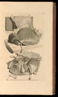An illustration from Godefridi Bidloo, medicinae doctoris & chirurgi, Anatomia humani corporis : centum & quinque tabulis, per artificiosiss. G. de Lairesse ad vivum delineatis, demonstrata, veterum recentiorumque inventis explicata plurimisque hactenus non detectis, illustrata (1685)