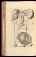 An illustration from Godefridi Bidloo, medicinae doctoris & chirurgi, Anatomia humani corporis : centum & quinque tabulis, per artificiosiss. G. de Lairesse ad vivum delineatis, demonstrata, veterum recentiorumque inventis explicata plurimisque hactenus non detectis, illustrata (1685)