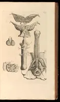 An illustration from Godefridi Bidloo, medicinae doctoris & chirurgi, Anatomia humani corporis : centum & quinque tabulis, per artificiosiss. G. de Lairesse ad vivum delineatis, demonstrata, veterum recentiorumque inventis explicata plurimisque hactenus non detectis, illustrata (1685)
