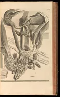 An illustration from Godefridi Bidloo, medicinae doctoris & chirurgi, Anatomia humani corporis : centum & quinque tabulis, per artificiosiss. G. de Lairesse ad vivum delineatis, demonstrata, veterum recentiorumque inventis explicata plurimisque hactenus non detectis, illustrata (1685)