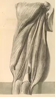 An illustration from Godefridi Bidloo, medicinae doctoris & chirurgi, Anatomia humani corporis : centum & quinque tabulis, per artificiosiss. G. de Lairesse ad vivum delineatis, demonstrata, veterum recentiorumque inventis explicata plurimisque hactenus non detectis, illustrata (1685)
