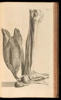 An illustration from Godefridi Bidloo, medicinae doctoris & chirurgi, Anatomia humani corporis : centum & quinque tabulis, per artificiosiss. G. de Lairesse ad vivum delineatis, demonstrata, veterum recentiorumque inventis explicata plurimisque hactenus non detectis, illustrata (1685)