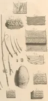 An illustration from Godefridi Bidloo, medicinae doctoris & chirurgi, Anatomia humani corporis : centum & quinque tabulis, per artificiosiss. G. de Lairesse ad vivum delineatis, demonstrata, veterum recentiorumque inventis explicata plurimisque hactenus non detectis, illustrata (1685)