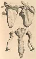An illustration from Godefridi Bidloo, medicinae doctoris & chirurgi, Anatomia humani corporis : centum & quinque tabulis, per artificiosiss. G. de Lairesse ad vivum delineatis, demonstrata, veterum recentiorumque inventis explicata plurimisque hactenus non detectis, illustrata (1685)