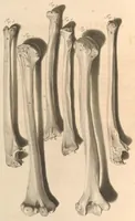 An illustration from Godefridi Bidloo, medicinae doctoris & chirurgi, Anatomia humani corporis : centum & quinque tabulis, per artificiosiss. G. de Lairesse ad vivum delineatis, demonstrata, veterum recentiorumque inventis explicata plurimisque hactenus non detectis, illustrata (1685)