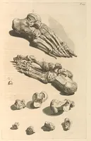 An illustration from Godefridi Bidloo, medicinae doctoris & chirurgi, Anatomia humani corporis : centum & quinque tabulis, per artificiosiss. G. de Lairesse ad vivum delineatis, demonstrata, veterum recentiorumque inventis explicata plurimisque hactenus non detectis, illustrata (1685)