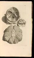 An illustration from Godefridi Bidloo, medicinae doctoris & chirurgi, Anatomia humani corporis : centum & quinque tabulis, per artificiosiss. G. de Lairesse ad vivum delineatis, demonstrata, veterum recentiorumque inventis explicata plurimisque hactenus non detectis, illustrata (1685)