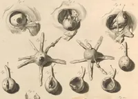 An illustration from Godefridi Bidloo, medicinae doctoris & chirurgi, Anatomia humani corporis : centum & quinque tabulis, per artificiosiss. G. de Lairesse ad vivum delineatis, demonstrata, veterum recentiorumque inventis explicata plurimisque hactenus non detectis, illustrata (1685)