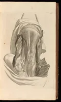 An illustration from Godefridi Bidloo, medicinae doctoris & chirurgi, Anatomia humani corporis : centum & quinque tabulis, per artificiosiss. G. de Lairesse ad vivum delineatis, demonstrata, veterum recentiorumque inventis explicata plurimisque hactenus non detectis, illustrata (1685)
