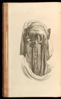 An illustration from Godefridi Bidloo, medicinae doctoris & chirurgi, Anatomia humani corporis : centum & quinque tabulis, per artificiosiss. G. de Lairesse ad vivum delineatis, demonstrata, veterum recentiorumque inventis explicata plurimisque hactenus non detectis, illustrata (1685)