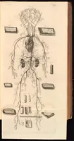 An illustration from Godefridi Bidloo, medicinae doctoris & chirurgi, Anatomia humani corporis : centum & quinque tabulis, per artificiosiss. G. de Lairesse ad vivum delineatis, demonstrata, veterum recentiorumque inventis explicata plurimisque hactenus non detectis, illustrata (1685)
