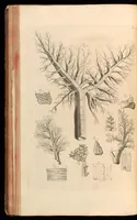 An illustration from Godefridi Bidloo, medicinae doctoris & chirurgi, Anatomia humani corporis : centum & quinque tabulis, per artificiosiss. G. de Lairesse ad vivum delineatis, demonstrata, veterum recentiorumque inventis explicata plurimisque hactenus non detectis, illustrata (1685)