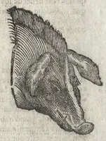 An illustration from La physionomie humaine de Iean Baptiste Porta neapolitain, divisée en quatre liures : enrichie de quantité de figures tirées au naturel, ou par les signes exterieurs du corps, on voit si clairement la complexion, les mœurs, & les desseins des hommes, qu'on semble penetrer iusques au plus profond de leurs ames ... (1655)