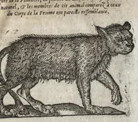 An illustration from La physionomie humaine de Iean Baptiste Porta neapolitain, divisée en quatre liures : enrichie de quantité de figures tirées au naturel, ou par les signes exterieurs du corps, on voit si clairement la complexion, les mœurs, & les desseins des hommes, qu'on semble penetrer iusques au plus profond de leurs ames ... (1655)