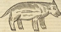 An illustration from Athanasii Kircheri e Soc. Iesu Obeliscus Pamphilius, hoc est, Interpretatio noua & hucusque intentata obelisci hieroglyphici quem non ita pridem ex veteri hippodromo Antonini Caracallae Caesaris, in agonale forum transtulit, integritati restituit & in Vbis Aeternae ornamentum erexit Innocentius X. Pont. Max. : in quo post varia Aegyptiacae, Chaldaicae, Hebraicae, Graecanicae antiquitatis doctrinaeque qua sacrae, qua profanae monumenta, veterum tandem theologia, hieroglyphicis inuoluta symbolis, detecta e tenebris in lucem asseritur (1650)