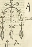 An illustration from Athanasii Kircheri e Soc. Iesu Obeliscus Pamphilius, hoc est, Interpretatio noua & hucusque intentata obelisci hieroglyphici quem non ita pridem ex veteri hippodromo Antonini Caracallae Caesaris, in agonale forum transtulit, integritati restituit & in Vbis Aeternae ornamentum erexit Innocentius X. Pont. Max. : in quo post varia Aegyptiacae, Chaldaicae, Hebraicae, Graecanicae antiquitatis doctrinaeque qua sacrae, qua profanae monumenta, veterum tandem theologia, hieroglyphicis inuoluta symbolis, detecta e tenebris in lucem asseritur (1650)