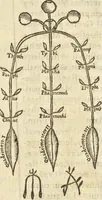 An illustration from Athanasii Kircheri e Soc. Iesu Obeliscus Pamphilius, hoc est, Interpretatio noua & hucusque intentata obelisci hieroglyphici quem non ita pridem ex veteri hippodromo Antonini Caracallae Caesaris, in agonale forum transtulit, integritati restituit & in Vbis Aeternae ornamentum erexit Innocentius X. Pont. Max. : in quo post varia Aegyptiacae, Chaldaicae, Hebraicae, Graecanicae antiquitatis doctrinaeque qua sacrae, qua profanae monumenta, veterum tandem theologia, hieroglyphicis inuoluta symbolis, detecta e tenebris in lucem asseritur (1650)