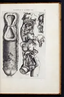 Picture 26 of 39 from Vivae imagines partivm corporis hvmani aereis formis expressae (1566), leaf 102
