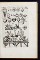 Picture 30 of 39 from Vivae imagines partivm corporis hvmani aereis formis expressae (1566), leaf 126