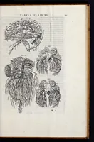 Picture 33 of 39 from Vivae imagines partivm corporis hvmani aereis formis expressae (1566), leaf 138