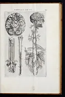 An illustration from Vivae imagines partivm corporis hvmani aereis formis expressae (1566)
