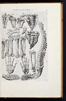 An illustration from Vivae imagines partivm corporis hvmani aereis formis expressae (1566)