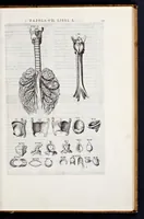 Picture 5 of 39 from Vivae imagines partivm corporis hvmani aereis formis expressae (1566), leaf 32