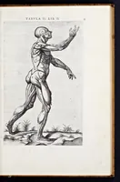 Picture 7 of 39 from Vivae imagines partivm corporis hvmani aereis formis expressae (1566), leaf 38