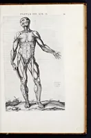 Picture 8 of 39 from Vivae imagines partivm corporis hvmani aereis formis expressae (1566), leaf 44