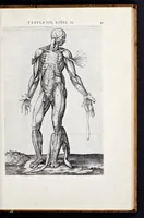 Picture 9 of 39 from Vivae imagines partivm corporis hvmani aereis formis expressae (1566), leaf 46