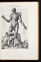 Picture 10 of 39 from Vivae imagines partivm corporis hvmani aereis formis expressae (1566), leaf 48
