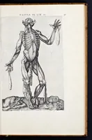 Picture 11 of 39 from Vivae imagines partivm corporis hvmani aereis formis expressae (1566), leaf 52