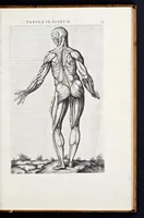Picture 14 of 39 from Vivae imagines partivm corporis hvmani aereis formis expressae (1566), leaf 58